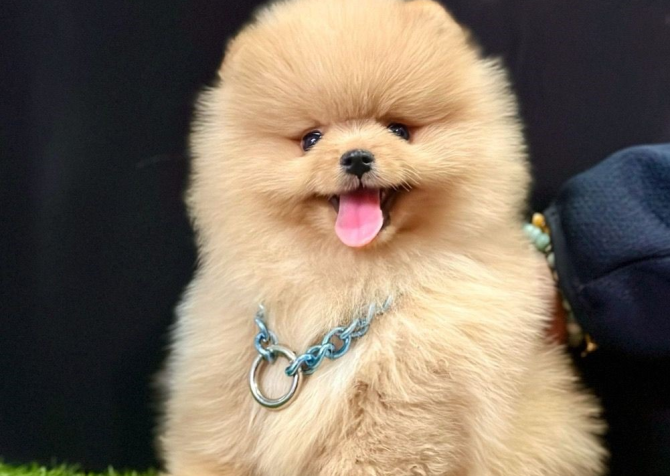 Safkan Pomeranian Boo Yavrularımız